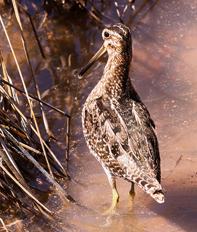 Wilson's Snipe Gallinago delicata ( Gallinago gallinago delicata )