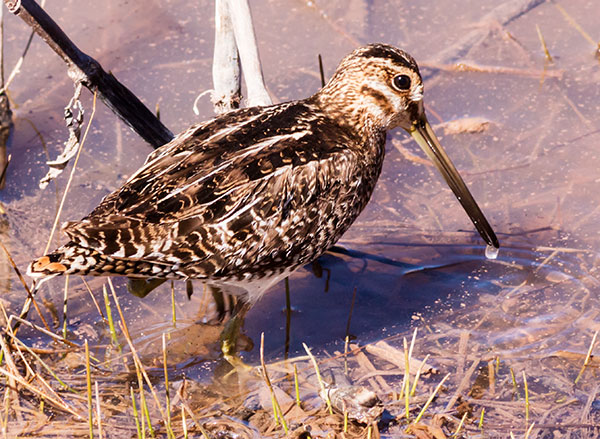 Wilson's Snipe Gallinago delicata ( Gallinago gallinago delicata )