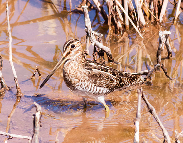 Wilson's Snipe Gallinago delicata ( Gallinago gallinago delicata )