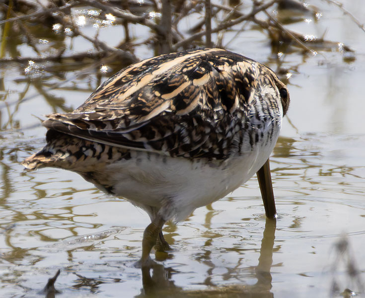 Wilson's Snipe Gallinago delicata ( Gallinago gallinago delicata )