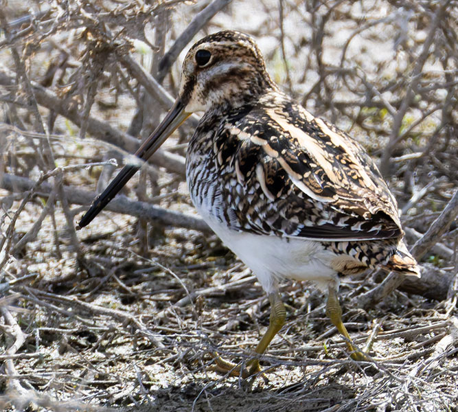 Wilson's Snipe Gallinago delicata ( Gallinago gallinago delicata )