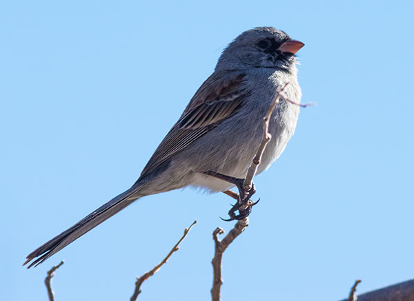 Black-chinned Sparrow Spizella atrogularis