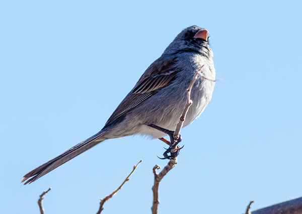 Black-chinned Sparrow Spizella atrogularis