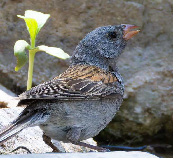 Black-chinned Sparrow Spizella atrogularis