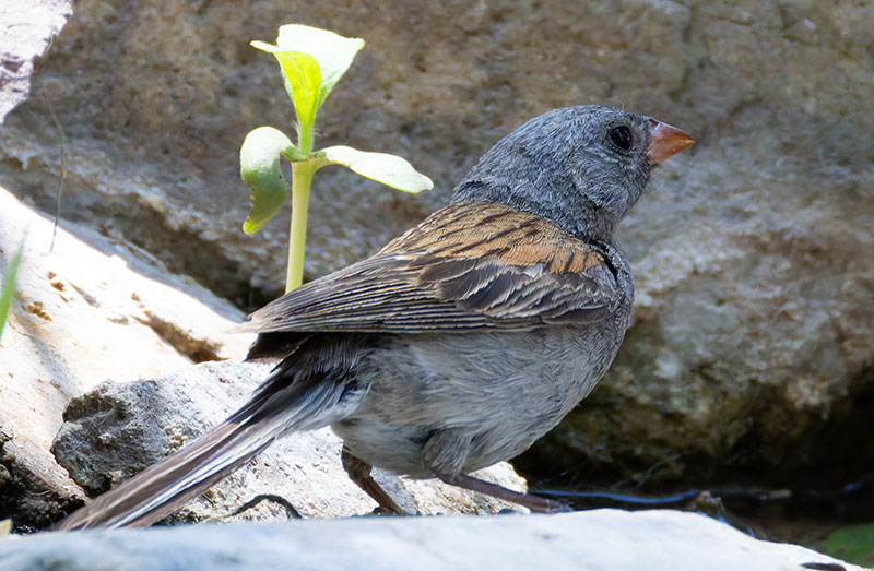 Black-chinned Sparrow Spizella atrogularis