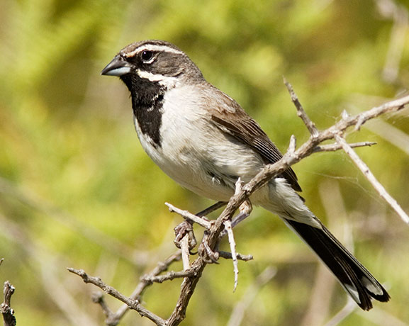 Black-throated Sparrow Amphispiza bilineata 