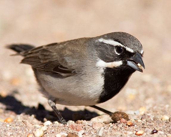 Black-throated Sparrow Amphispiza bilineata 