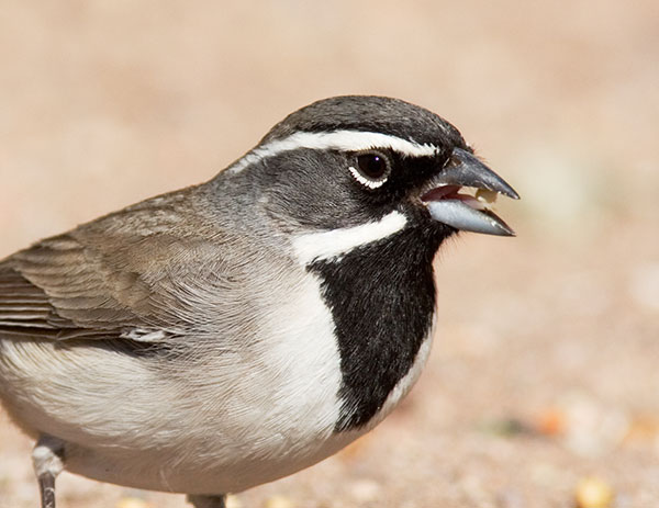 Black-throated Sparrow Amphispiza bilineata 