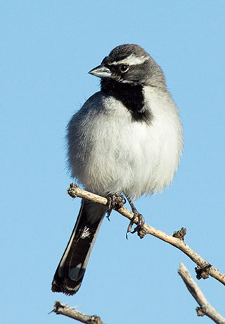 Black-throated Sparrow Amphispiza bilineata 