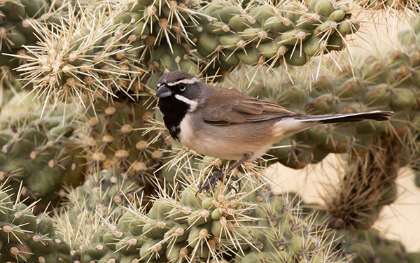 Black-throated Sparrow Amphispiza bilineata 