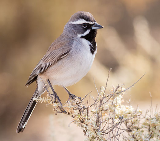 Black-throated Sparrow Amphispiza bilineata 