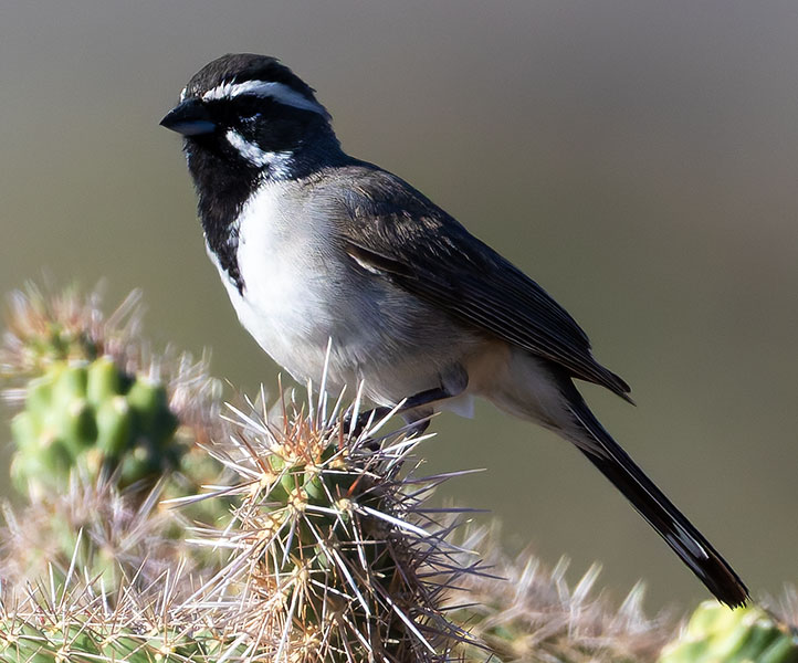 Black-throated Sparrow Amphispiza bilineata 