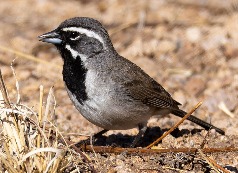 Black-throated Sparrow Amphispiza bilineata 