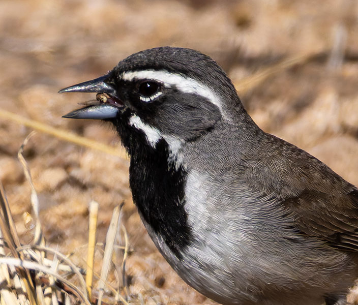 Black-throated Sparrow Amphispiza bilineata 