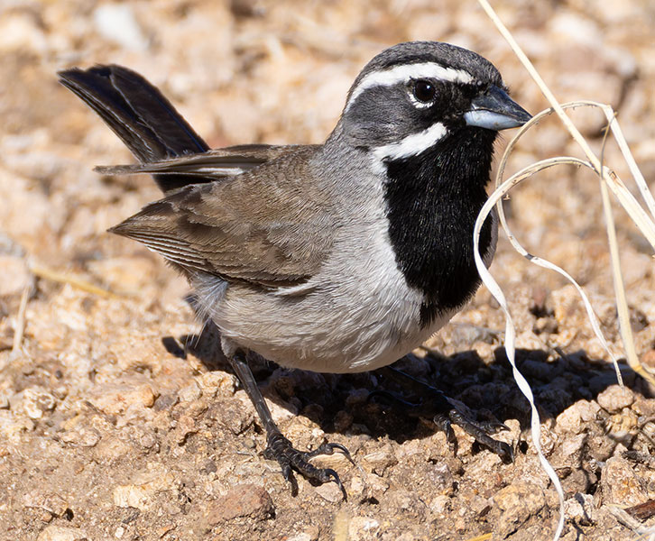 Black-throated Sparrow Amphispiza bilineata 