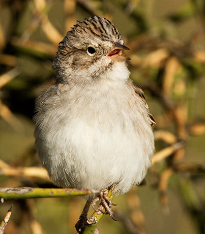 Brewer's Sparrow Spizella breweri