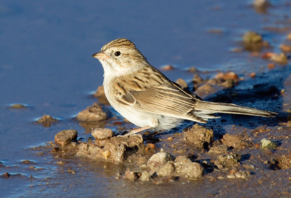 Brewer's Sparrow Spizella breweri