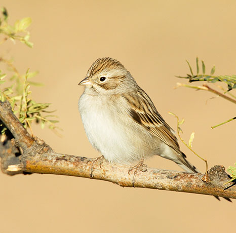 Brewer's Sparrow Spizella breweri