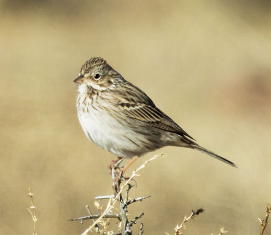 Brewer's Sparrow Spizella breweri