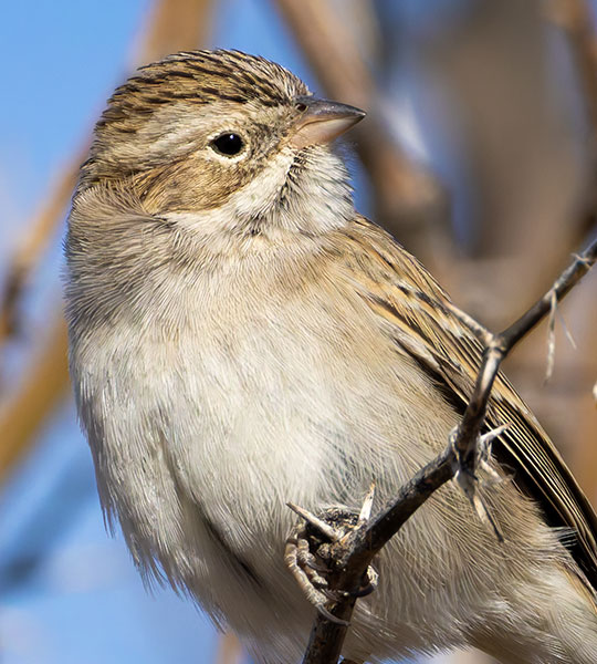 Brewer's Sparrow Spizella breweri