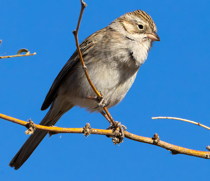 Brewer's Sparrow Spizella breweri