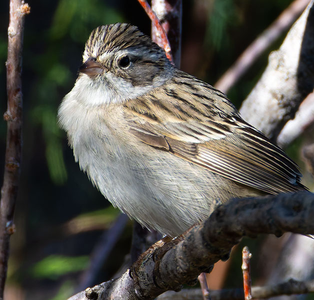 Brewer's Sparrow Spizella breweri