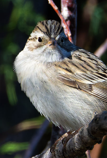 Brewer's Sparrow Spizella breweri