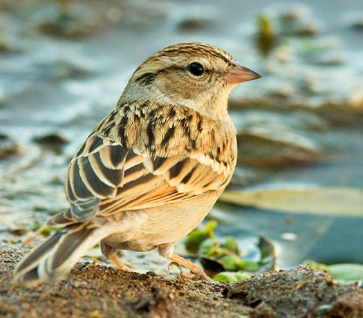 Chipping Sparrow Spizella passerina 