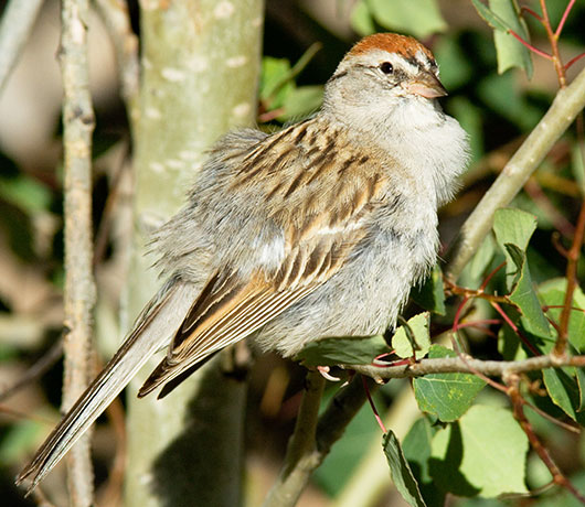 Chipping Sparrow Spizella passerina 