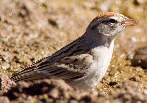 Chipping Sparrow Spizella passerina 
