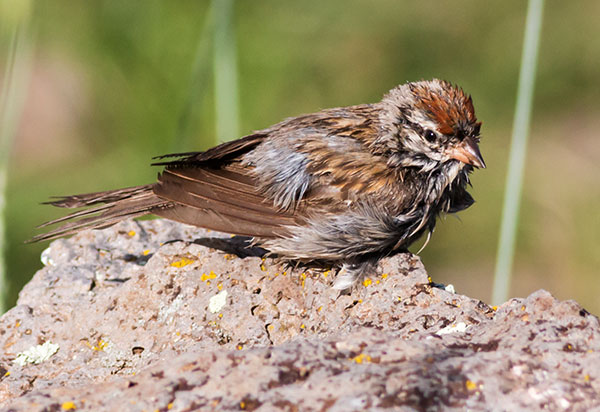 Chipping Sparrow Spizella passerina 