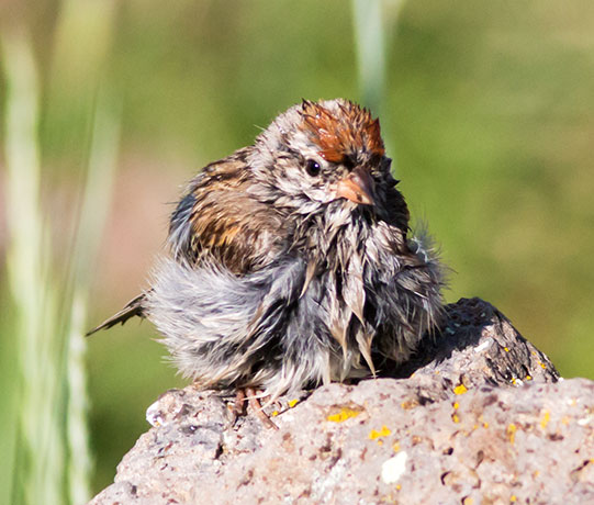 Chipping Sparrow Spizella passerina 