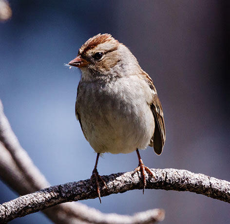 Chipping Sparrow Spizella passerina 