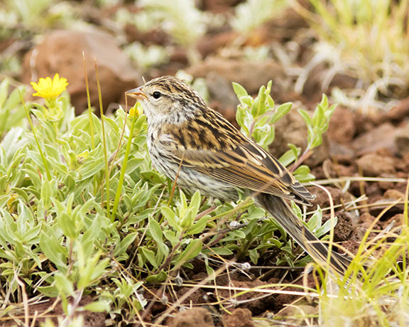Chipping Sparrow Spizella passerina 