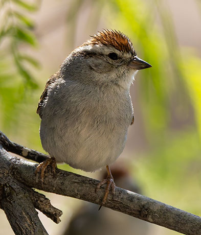 Chipping Sparrow Spizella passerina 