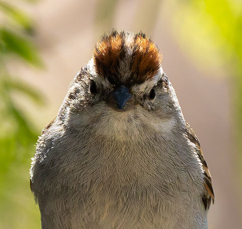 Chipping Sparrow Spizella passerina 