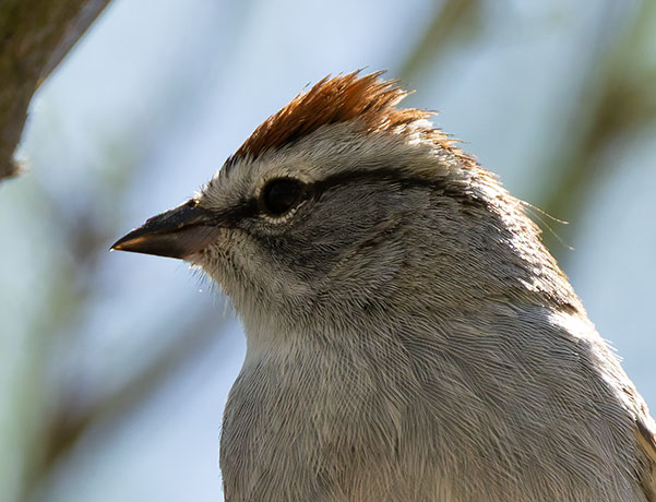 Chipping Sparrow Spizella passerina 