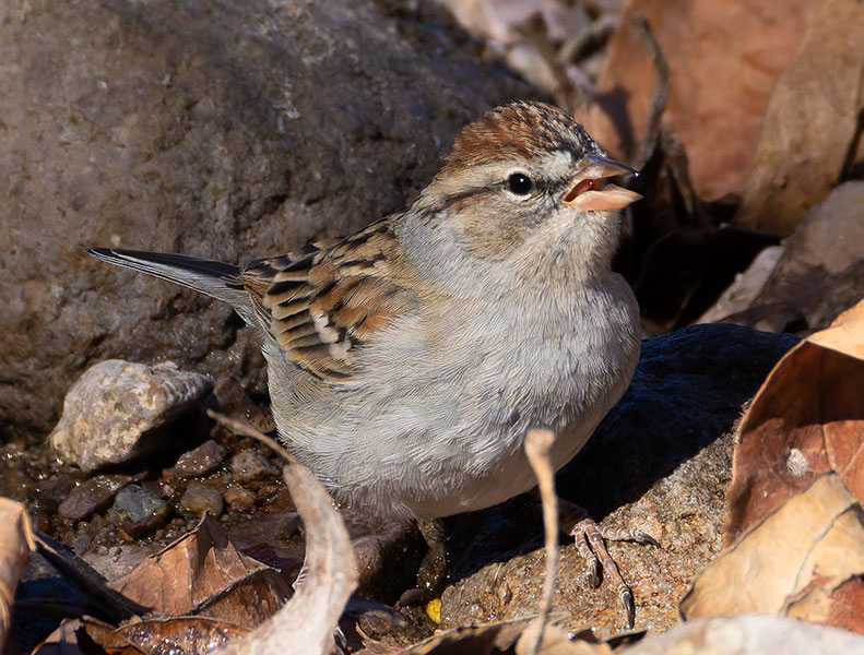 Chipping Sparrow Spizella passerina 