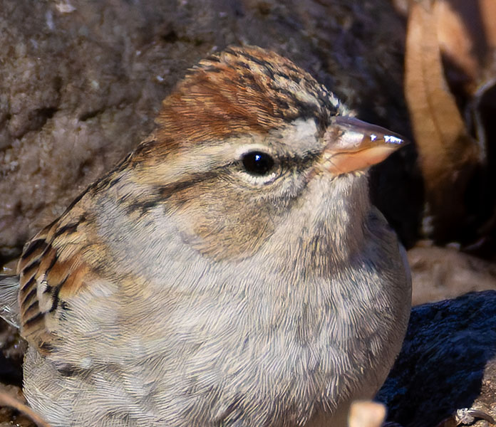 Chipping Sparrow Spizella passerina 