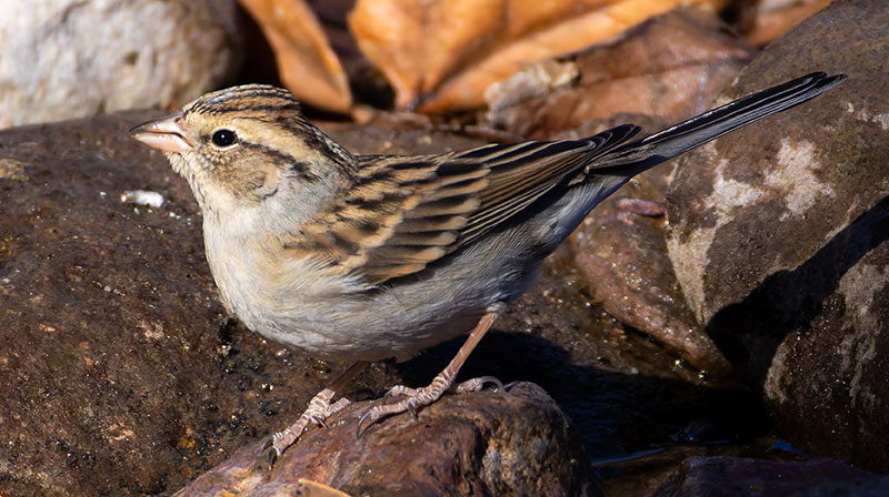 Chipping Sparrow Spizella passerina 