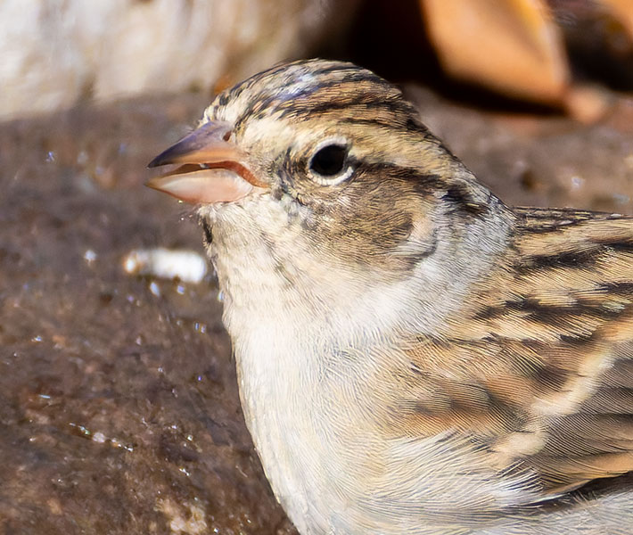 Chipping Sparrow Spizella passerina 