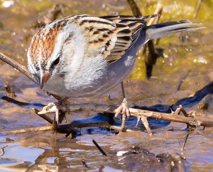 Chipping Sparrow Spizella passerina 
