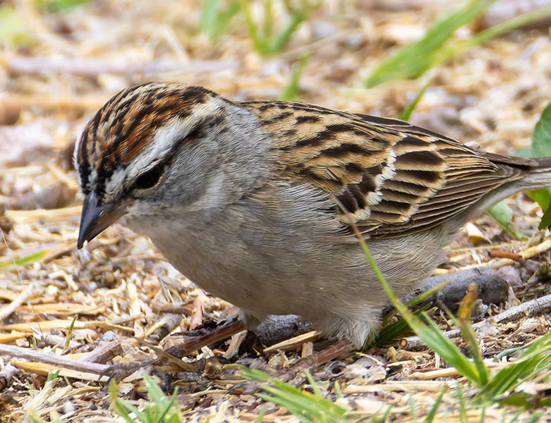 Chipping Sparrow Spizella passerina 