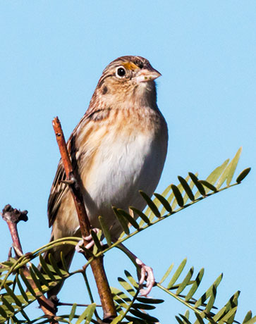 Grasshopper Sparrow Ammodramus savannarum