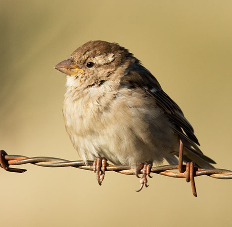 House Sparrow Passer domesticus