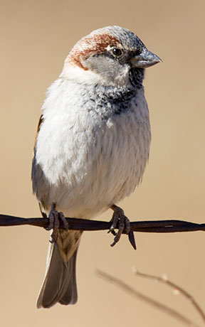 House Sparrow Passer domesticus