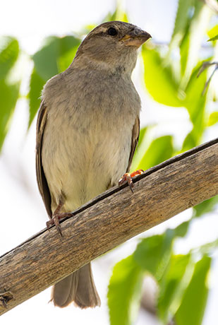 House Sparrow Passer domesticus