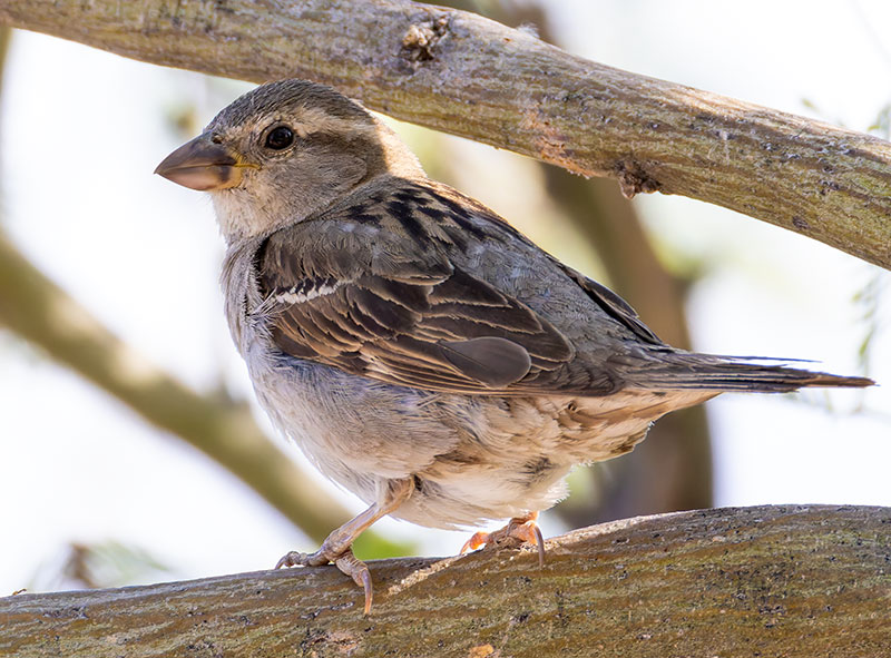 House Sparrow Passer domesticus