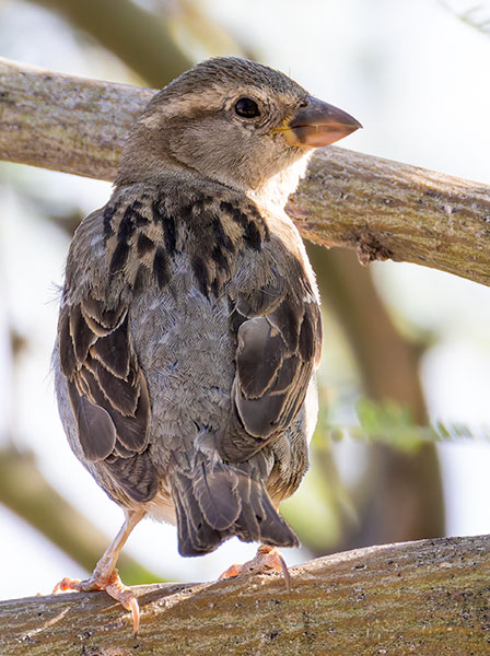 House Sparrow Passer domesticus