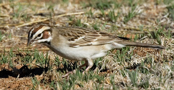 Lark Sparrow Chondestes grammacus 